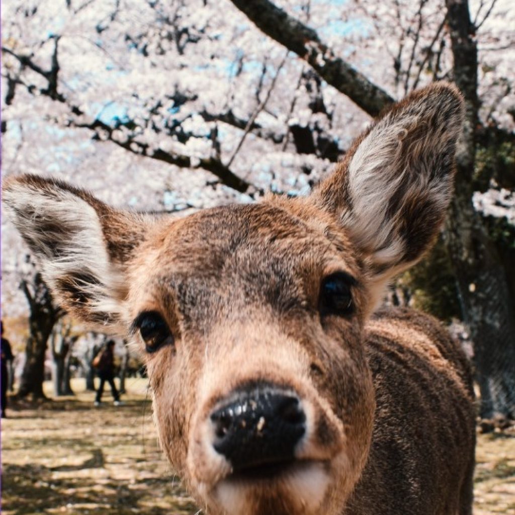 Kyoto Sightseeing & Nara Deer Park